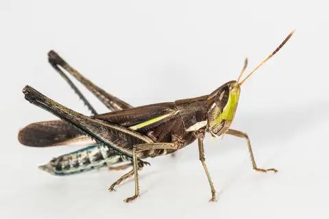 Montezuma's Grasshopper