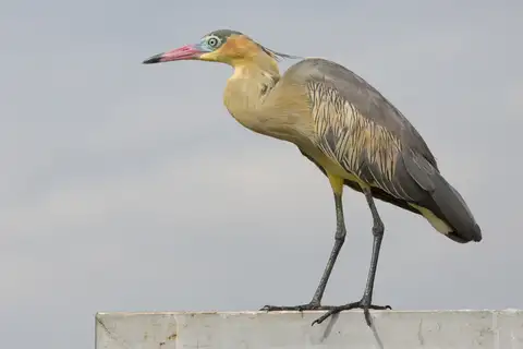 Whistling Heron
