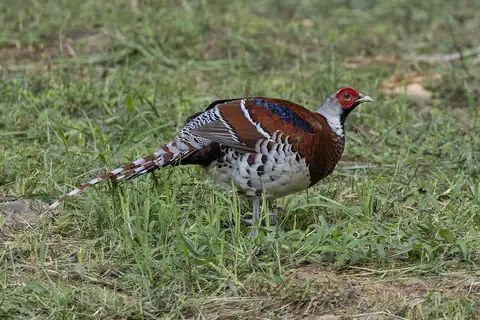 Elliot's Pheasant