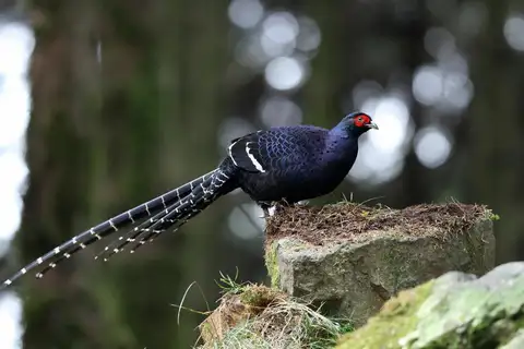 Mikado Pheasant