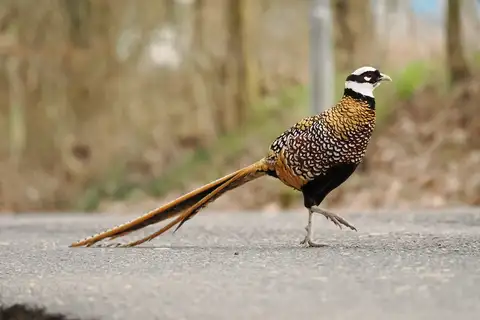 Reeves's Pheasant