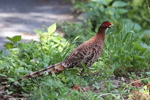 Copper Pheasant