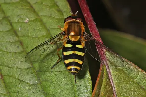 Black-margined Flower Fly