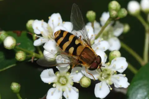 Common Flower Fly