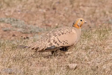 Pallas's Sandgrouse