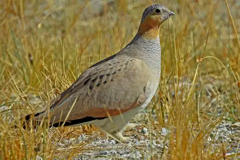 Tibetan Sandgrouse