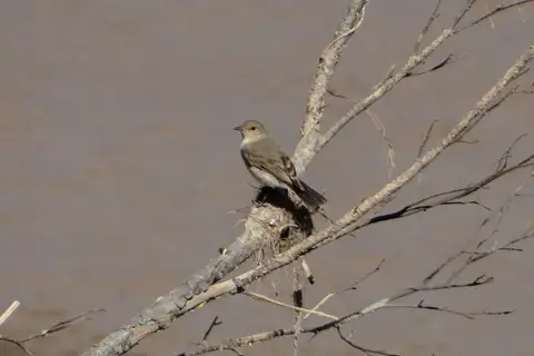 Little Ground Tyrant