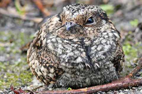 Band-winged Nightjar
