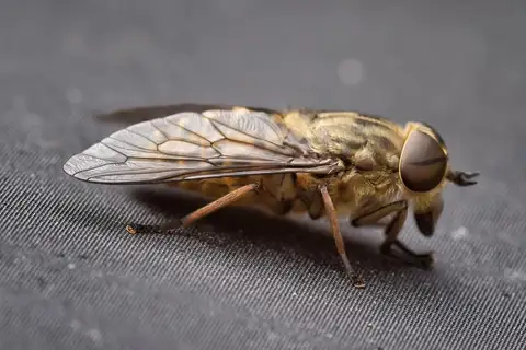 Band-eyed Brown Horse Fly