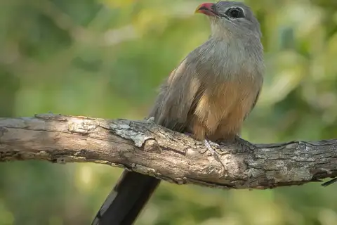 Sirkeer Malkoha