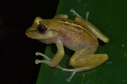 Cebolleta Robber Frog