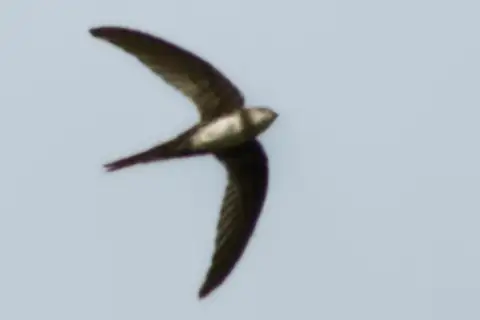 Pygmy Palm Swift