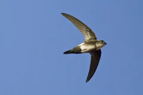 Antillean Palm Swift