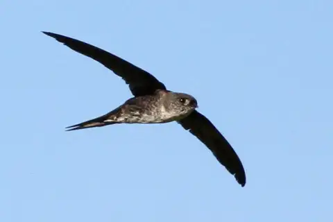 Fork-tailed Palm Swift