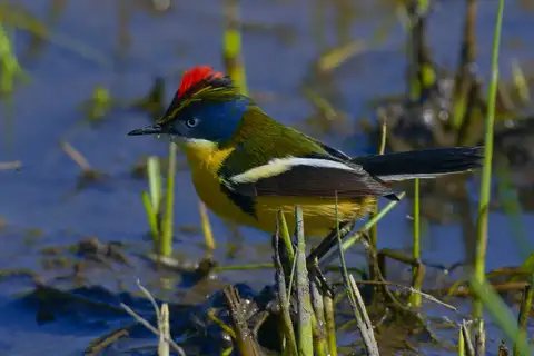 Many-colored Rush Tyrant