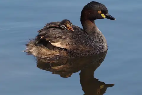 Australasian Grebe