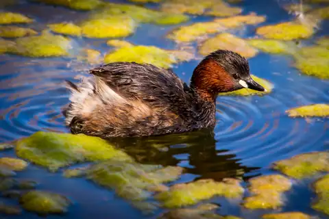 Little Grebe