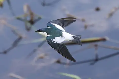 White-winged Swallow