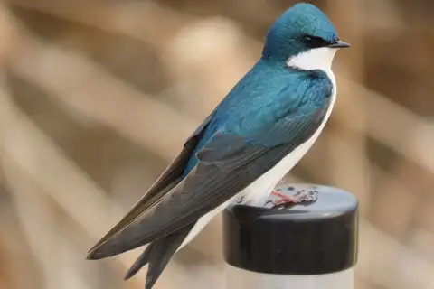 Tree Swallow