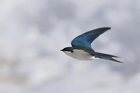 Bahama Swallow