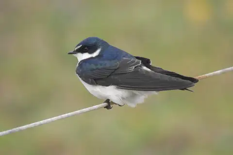 White-rumped Swallow