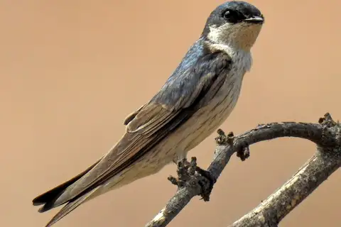 Tumbes Swallow