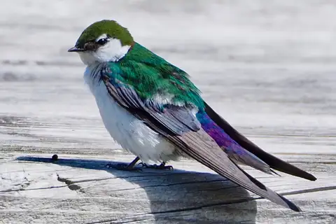 Violet-green Swallow