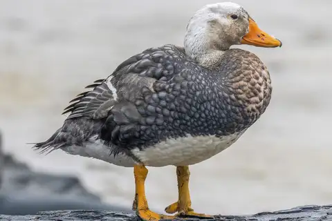 Falkland Steamer Duck