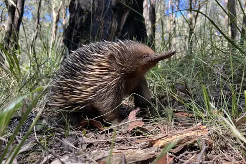 Short-beaked Echidna