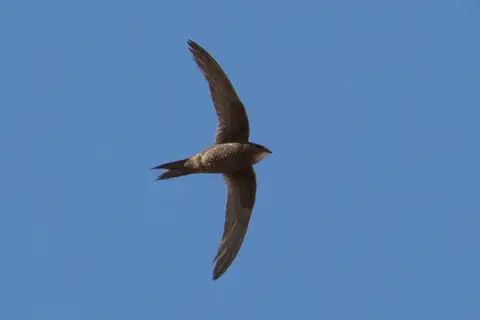 Mottled Swift