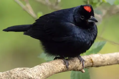 Ruby-crowned Tanager