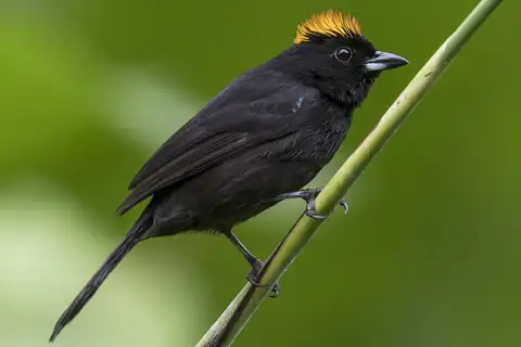 Tawny-crested Tanager