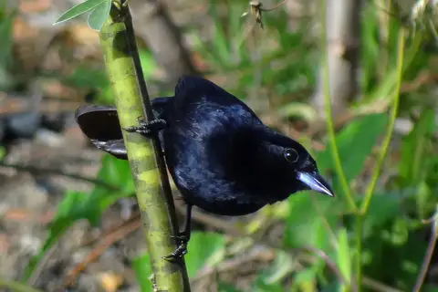 Red-shouldered Tanager