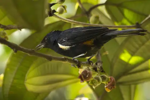 Fulvous-crested Tanager