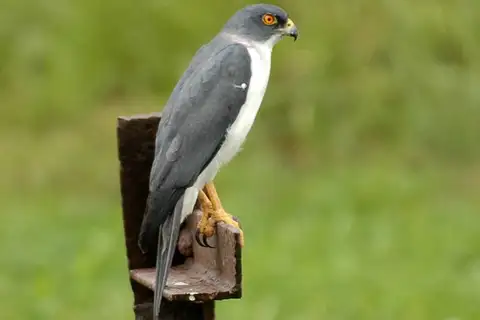 Pied Goshawk