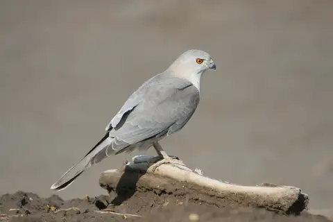 Shikra