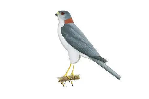 New Britain Sparrowhawk