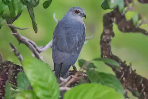 Nicobar Sparrowhawk