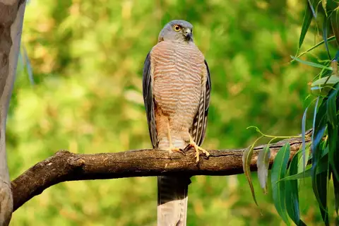 Collared Sparrowhawk