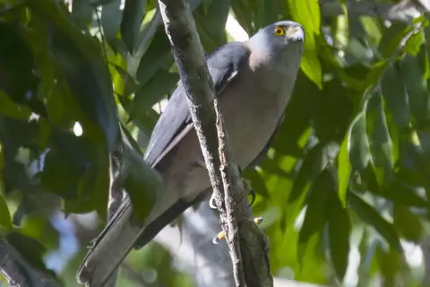 Rufous-necked Sparrowhawk