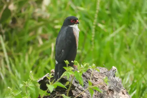 Red-thighed Sparrowhawk