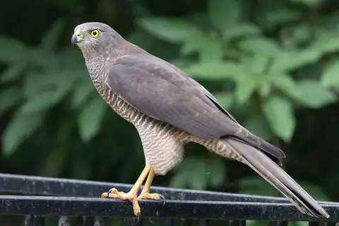 Brown Goshawk