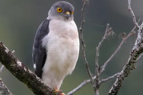 Frances's Sparrowhawk