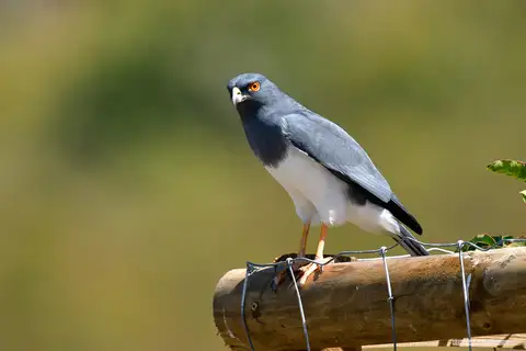White-bellied Goshawk