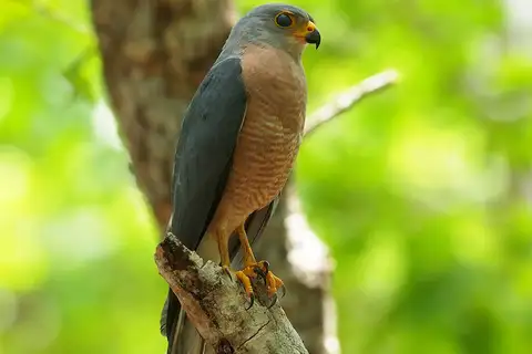 Variable Goshawk