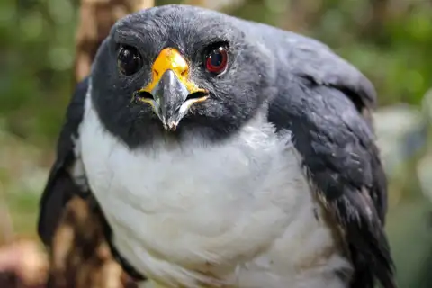Imitator Goshawk