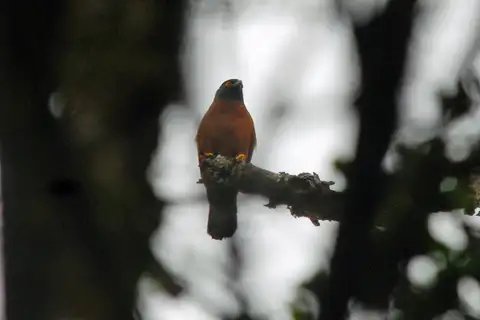 Black-mantled Goshawk