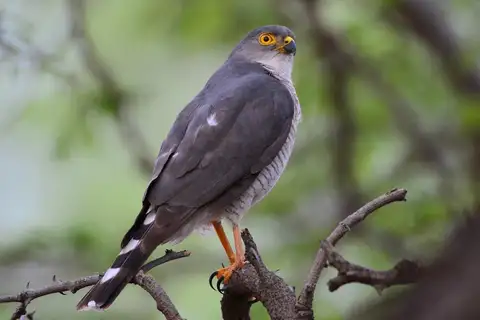 Little Sparrowhawk