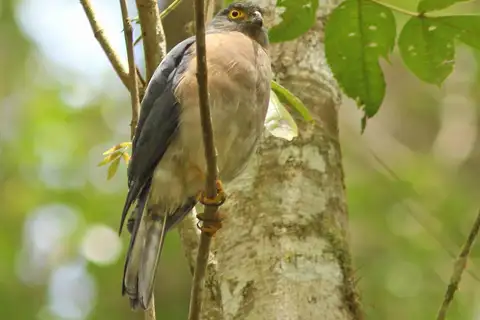 Dwarf Sparrowhawk