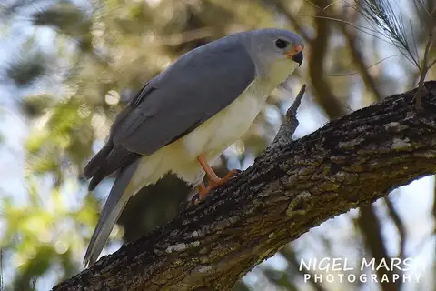 Grey Goshawk